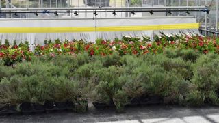 Au lycée agricole Angers Le Fresne (49), le chariot d’arrosage a été équipé d’une bâche et d’une bande jaune engluée pour piéger les ravageurs. Une application sur portable permet de gérer l’ensemble. ©Anne Mabire